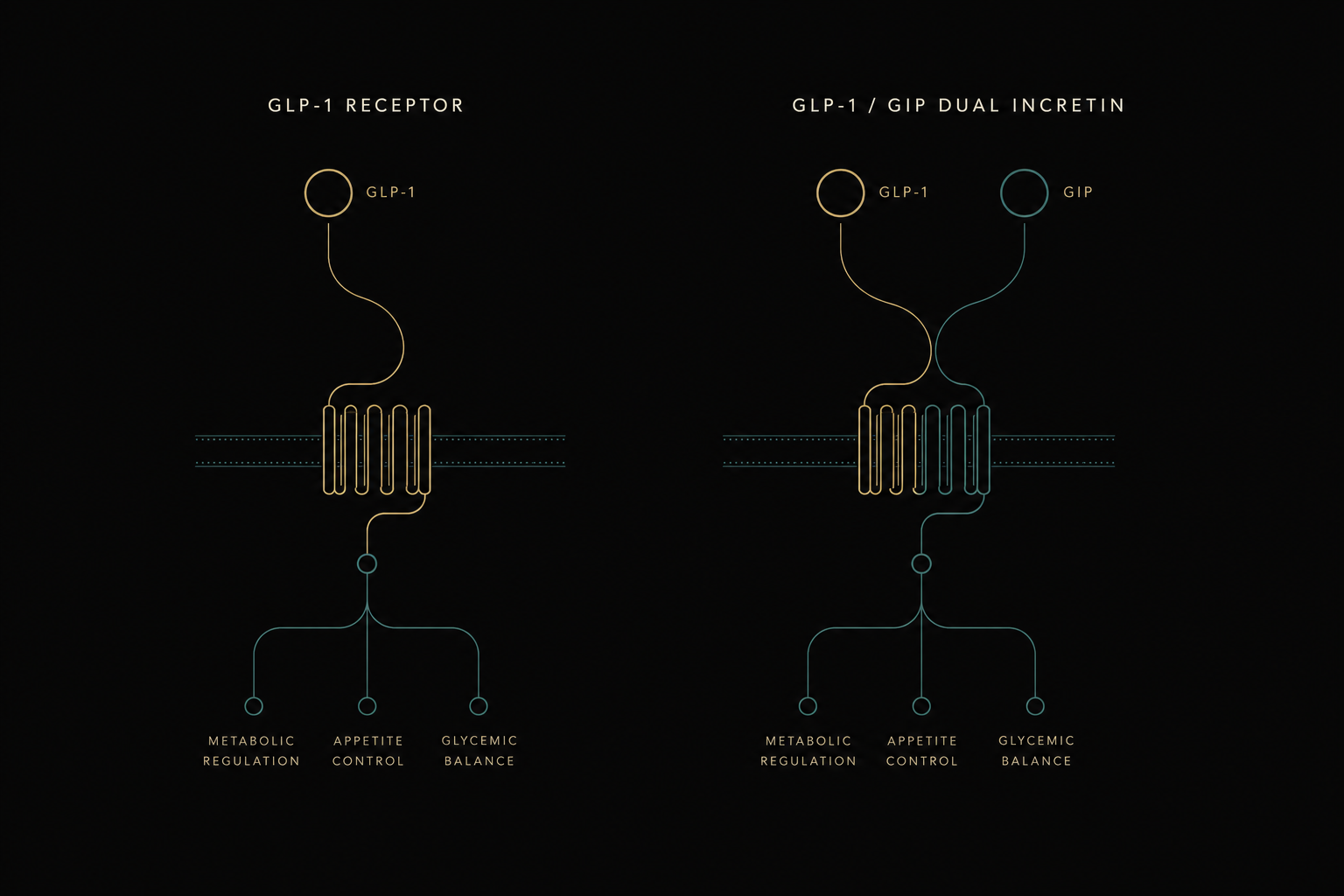 VITALIS incretin therapy pathways visualisation